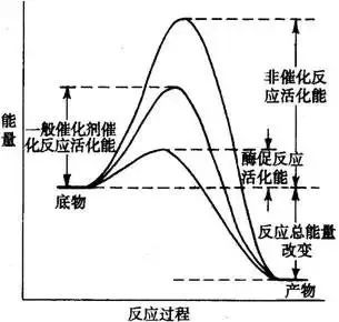 苦背生物數(shù)年, 竟不如牢記這幾張圖 學霸教你少走彎路節(jié)省時間